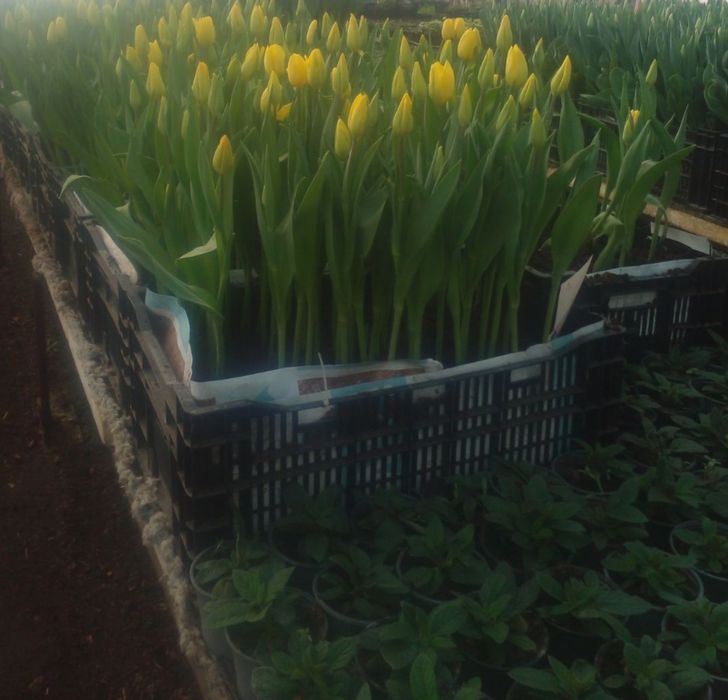 Продам луковицу Голандского тюльпана міх., после выгонки.