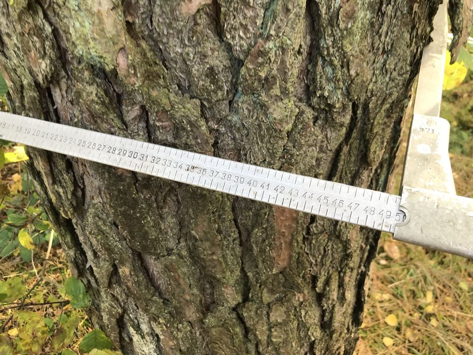 Sosna tartaczna, kłoda