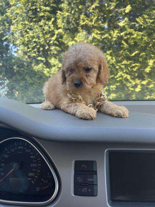 Мальтіпу Ф2