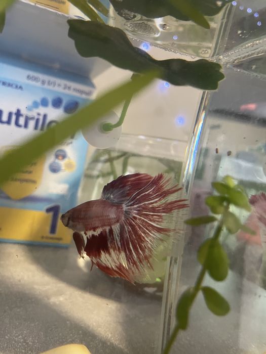 Рибка півник Халфмун