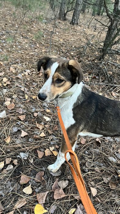 Стерилізована Дівчинка шукає родину, ТЕРМІНОВО