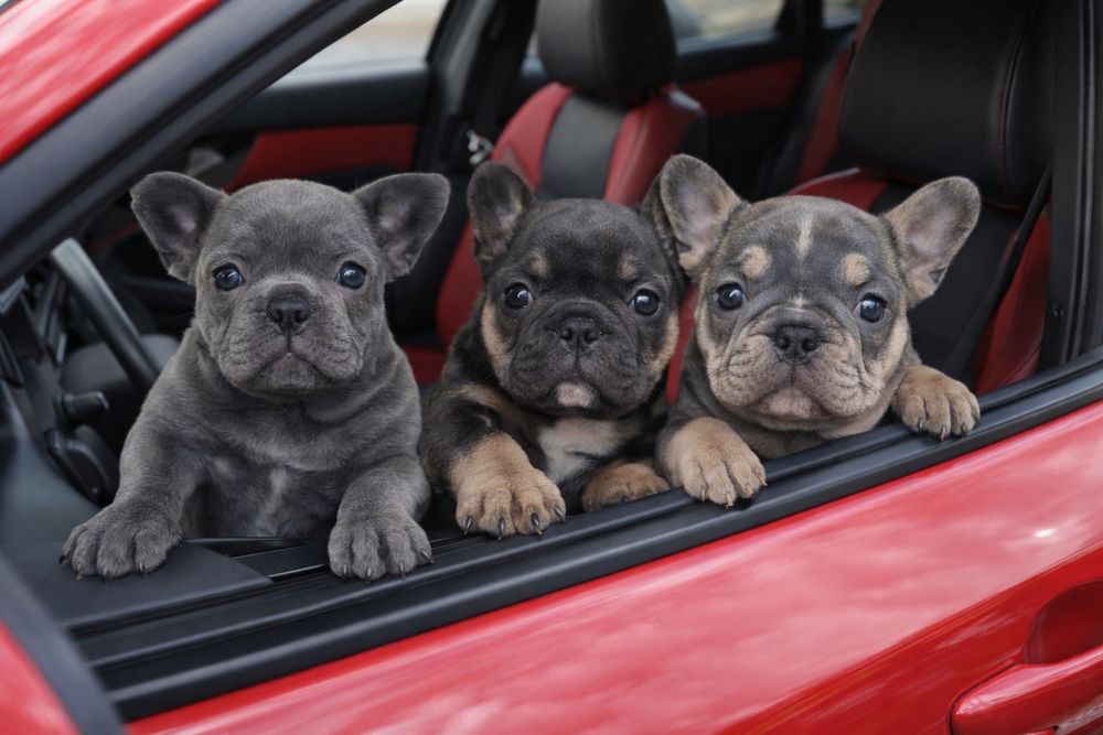 Питомник цветных окрасов француских бульдогов