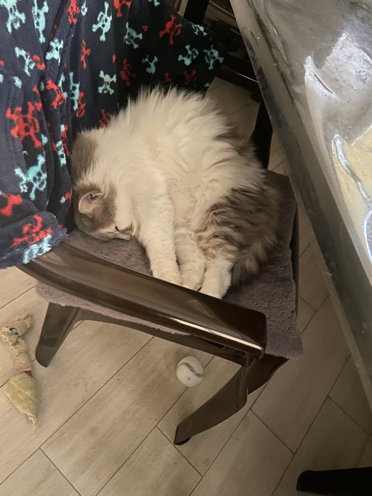 Николаев! Перетримка тварин, гризунів. Передержка. Зооготель.