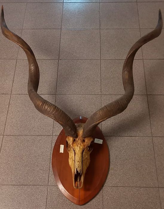 Taxidermia -Trofeu de Caça - Cabeça de antílope-Kudu