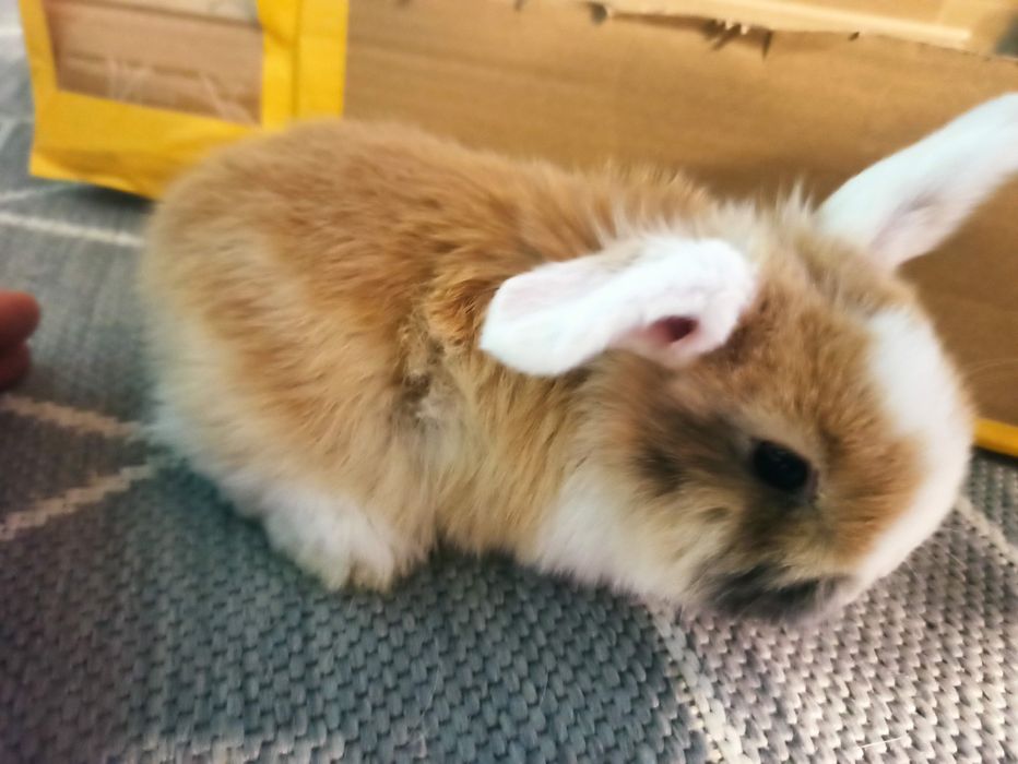 Królik miniaturek - baranek