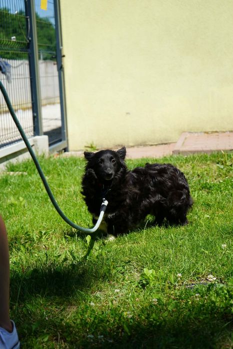Suczka goya do adopcji mała czarna