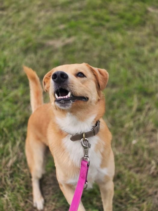 Piękny psiak do adopcji!