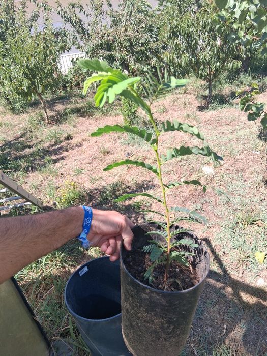 Planta tamarindo