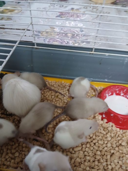 Декоротивная крыска дамбоухая