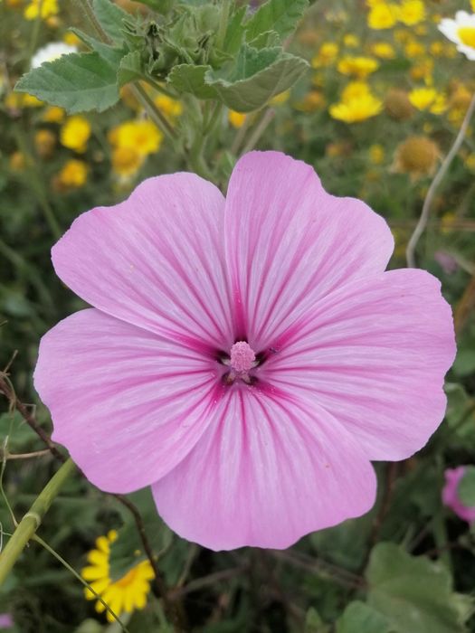 Vendo petalas de flores comestiveis a granel (malva, pampilho)