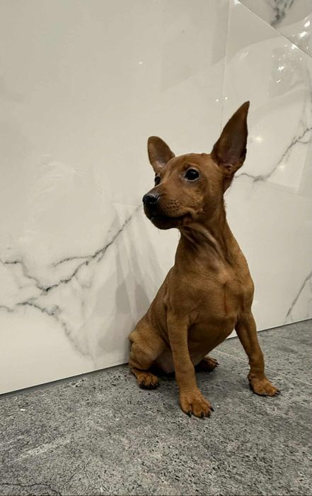 Pinczer miniaturowy ZKwP/FCI