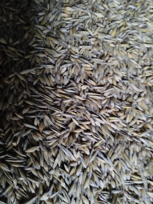 Mieszanka zbożowa jara oczyszczona