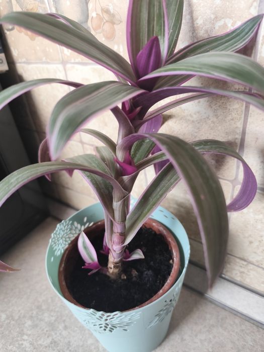 Trzykrotka piękna z nową doniczką