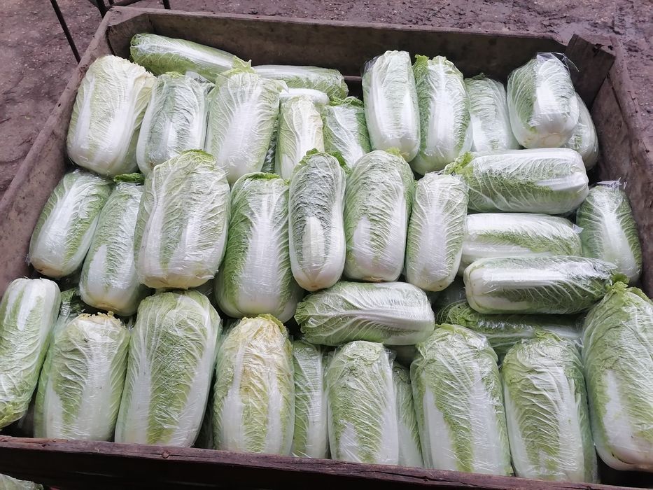 Kapusta pekińska duża 10  kilo wysyłka inpost prosto od rolnika