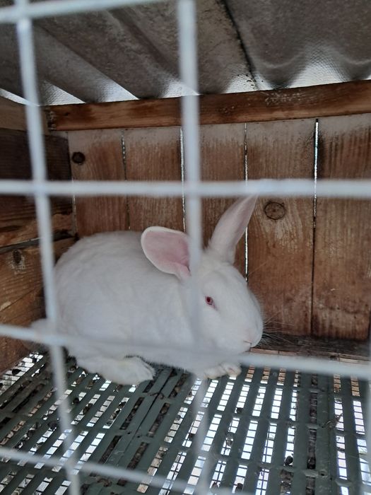 Термонська біла самці