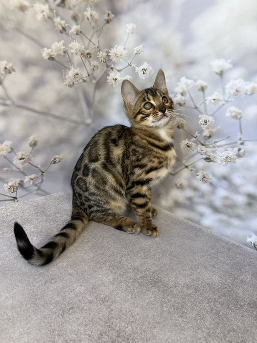 Бенгальские котята