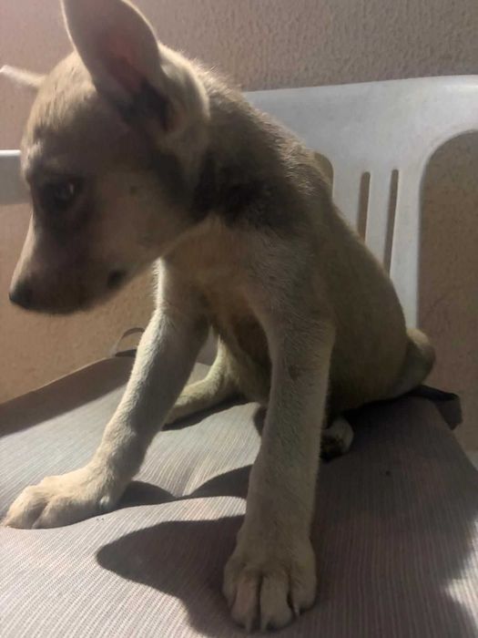 Cães para oferecer