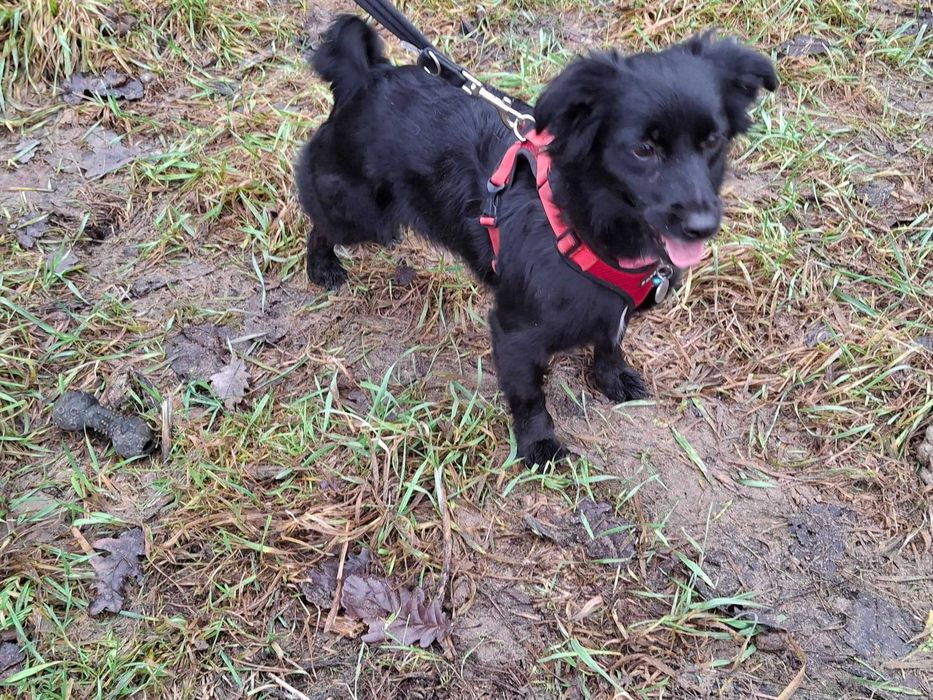 Mała młoda Czika szuka domu