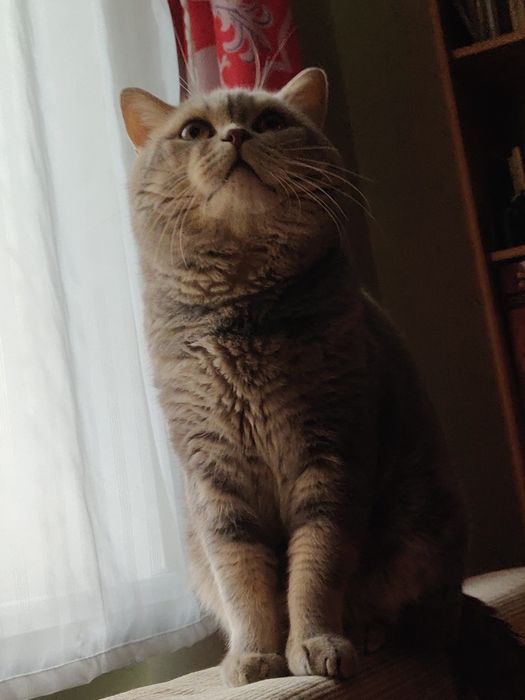 В'язка. Кіт прямовухий шотландський, скотіш страйт.