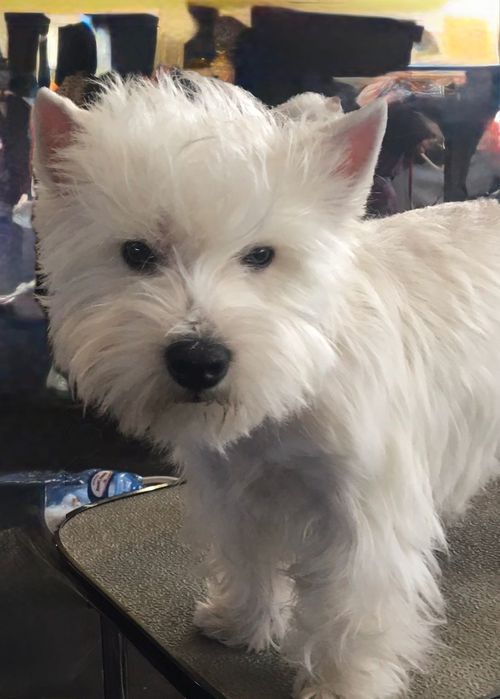 West Highland White Terrier ZKwP - szczeniak piesek Perfect Pride