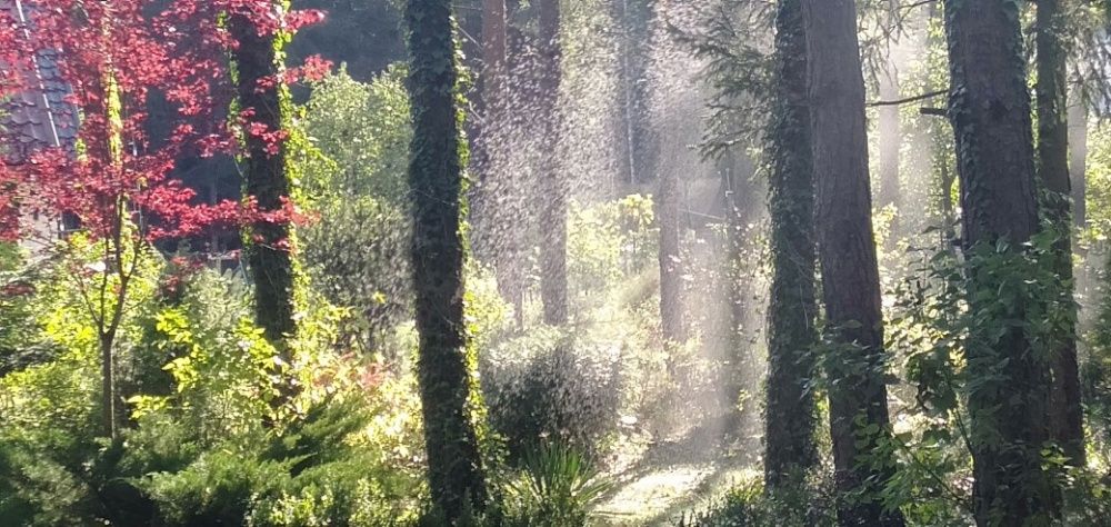 Domek letniskowy nad Siemianówką -Nowa Łuka