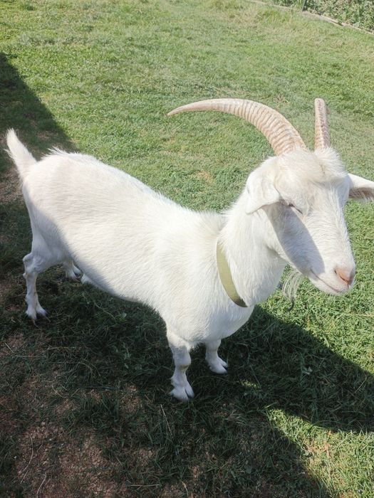 Продам козу здорова
