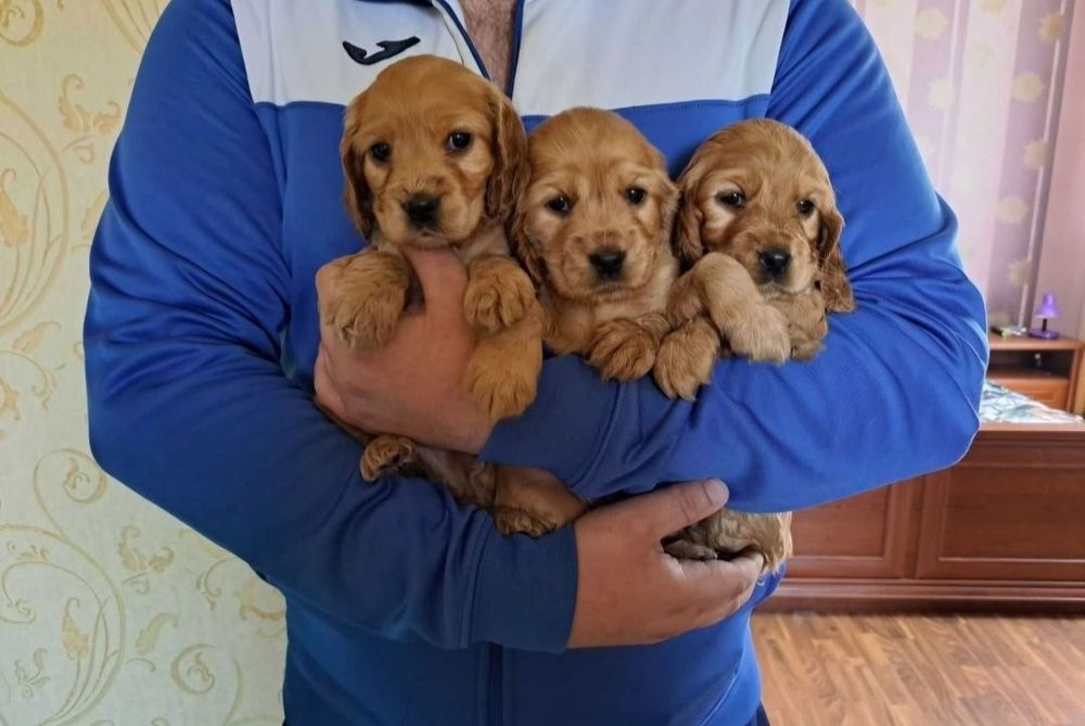 Прекрасные малыши кокер спаниель