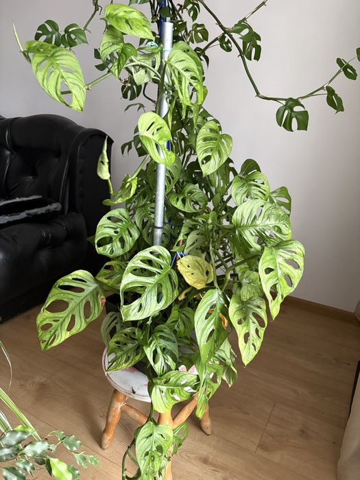 Piękna Zdrowa Monstera