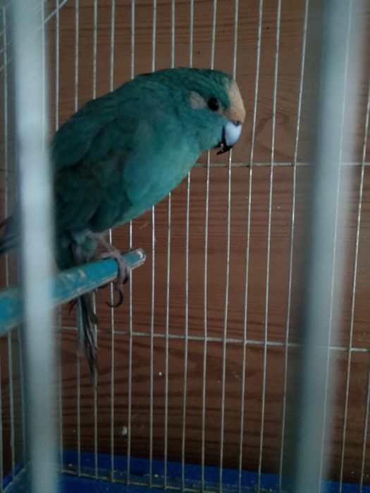 Продам самчика ручний