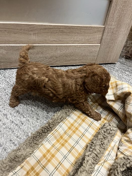 Suczka pudel Toy/Miniatura szczeniak