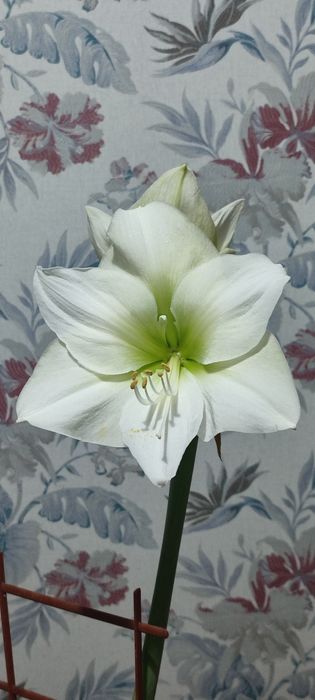 Гиппеаструм ,Амарилис,комнатные цветы,комнатное растение