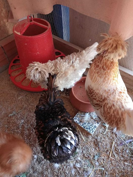 Vendo Ovos Galados Paduanas 2,50€/unidade