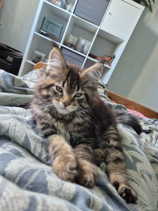 Sprzedam ślicznego kocurka Maine Coon