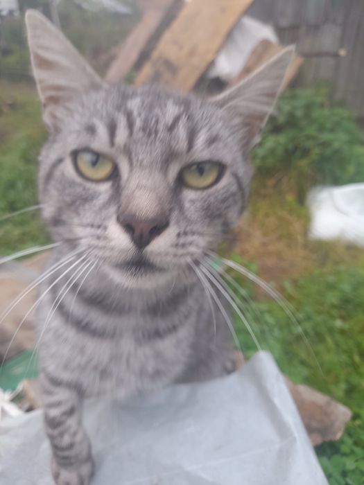 Віддам в добрі руки.