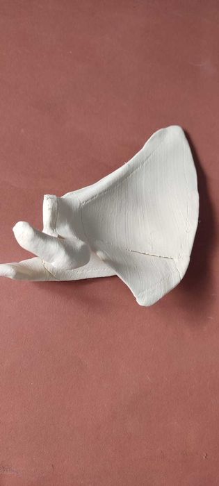 Czaszka ludzka - materiał edukacyjny