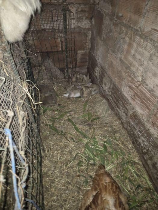 Vendo coelhos caseiros