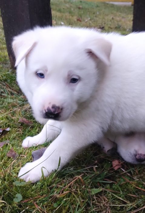 Метис хаскі, цуценята,щенки