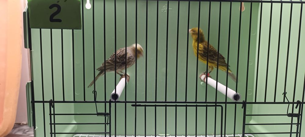 Canário Lizard casal