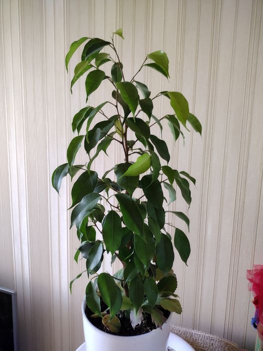Фикусы Бенджамина