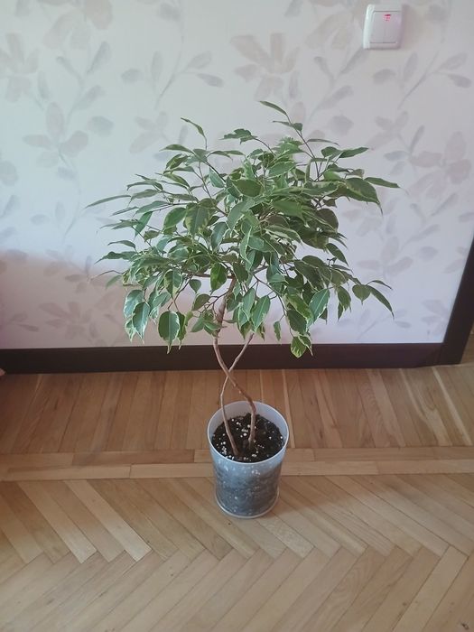 Продам фікус  бенджаміна