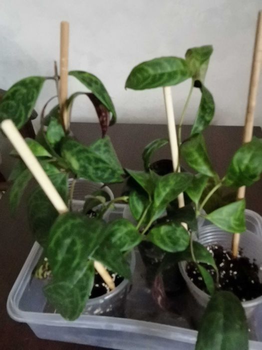 Продам кімнату рослину Есхінантус мрамурний.