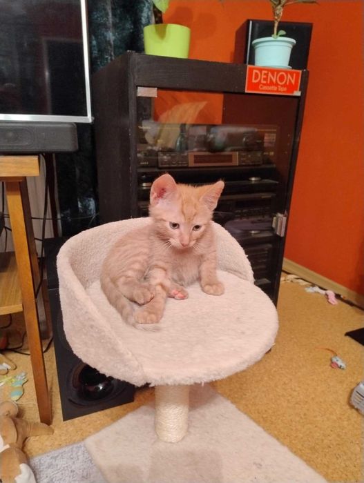 cudne zadbane kociaki do adopcji