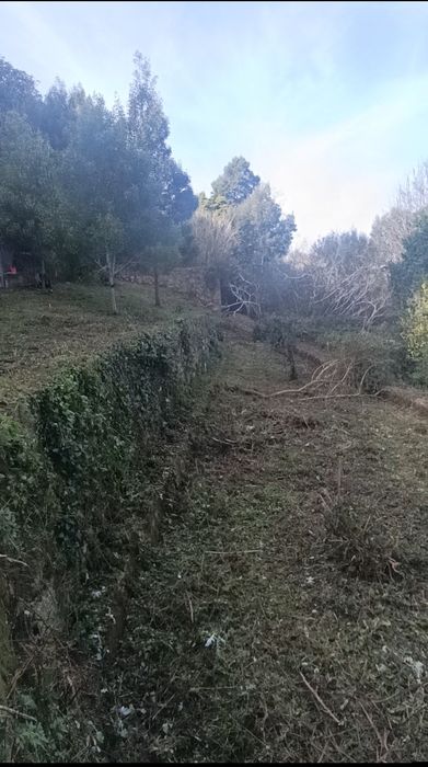 Jardineiro particular para cuidar do seu espaço