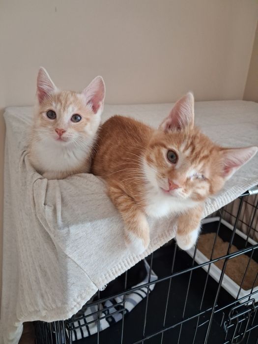 Do adopcji za darmo