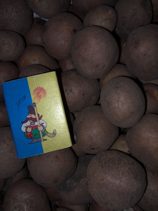 Картопля мілка продам