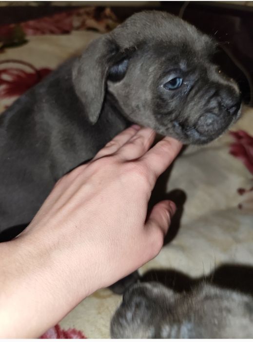 Маленькі Кане-Корсо