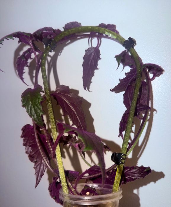 Церопегия, гинура, фиалка, руэлия, кактус