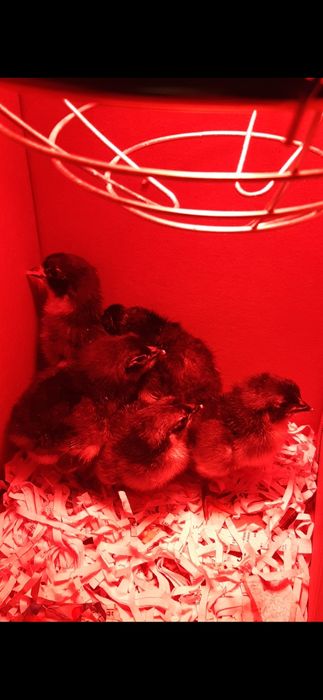 Pintos, e frangos (pitos) de raça Australorp Negra