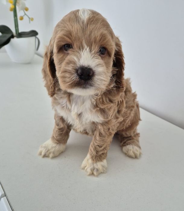 Suczka Cockapoo f1 Cocker spaniel- Pudel