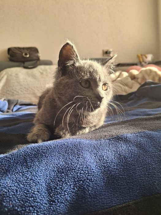 Кошеня в хороші руки